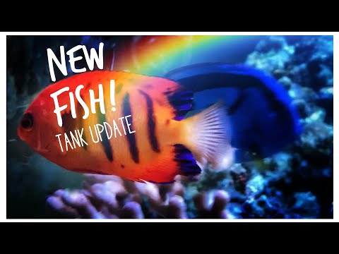 New Fish! Epic 180 gallon Custom Reef Tank Update February 2020