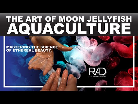 THE BIG CHALLENGE OF MOON JELLYFISH AQUACULTURE AND THE SCIENCE BEHIND IT. BY REEF AQUARIA DESIGN.