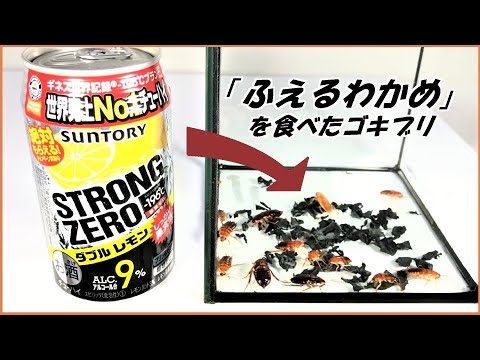 蟻戦争Ⅲ＃195 「ふえるわかめ」を大量に食べたゴキブリに缶チューハイを飲ませたらめちゃくちゃ吐く説。編～Cockroaches eating proliferating seaweed～