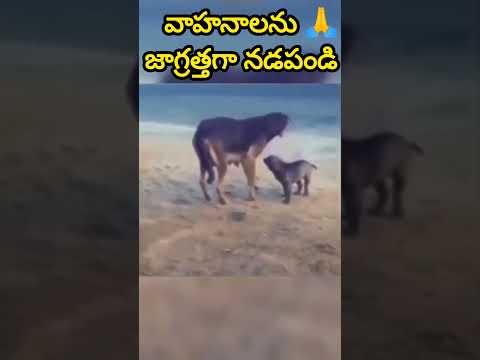 జస్ట్ మిస్👉వాహనాలను🙏జాగ్రత్తగా నడపండి #shorts #doglover