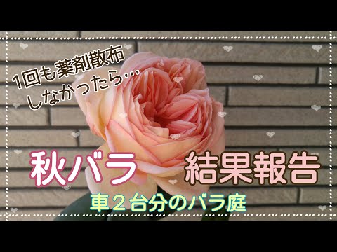 【秋バラ結果報告②】薬剤散布しないと秋バラはこうなる【日にちについては概要欄も見てください】