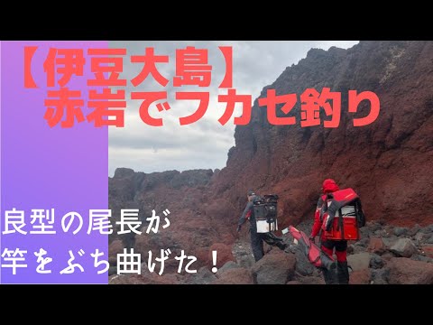 伊豆大島の赤岩でフカセ釣り。良型の尾長メジナが竿を曲げてくれた。