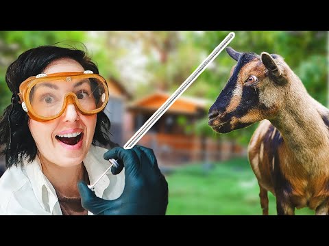 My First Time Artificially Inseminating a Goat – and I Didn't Expect This to Happen! 😬