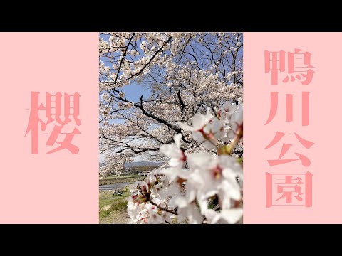 【晚安ＪM】櫻花/半木之道/鴨川公園的好天氣好河邊好櫻花隧道@半木の道@鴨川