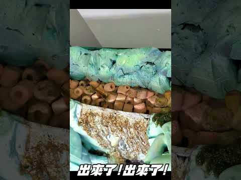 大和藻蝦跳缸的100種方式