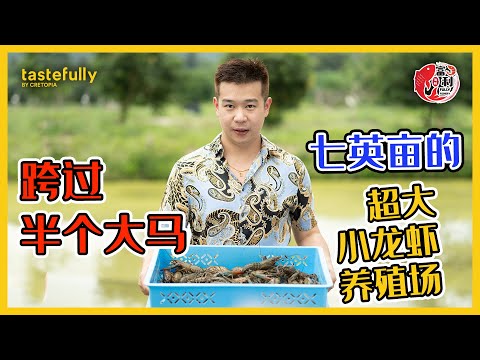 马来西亚竟然有小龙虾场？？！又肥又大只，吃着一口接一口～ Tastefully带你一探究竟！