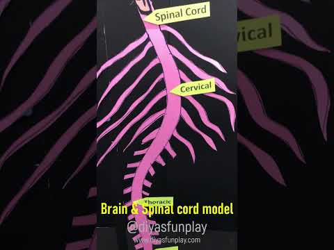 Brain and spinal cord model shorts - #shorts - #diyasfunplay - #biologyproject