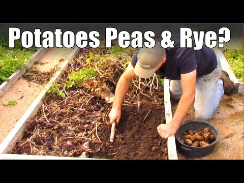 Potatoes Grown With Peas Over Winter Rye