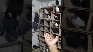 best pigeon video | pigeons whatsapp stutas video| short pigeon video | pigeon lover video