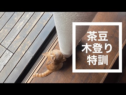 猫の木登り特訓,アスリート猫茶豆,キャットタワー,木登り猫,木に登る猫,木登り練習,no72@bokuchamame