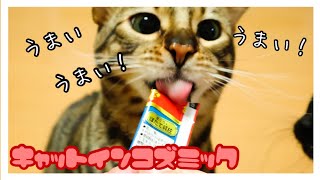 【猫】チュールを食べる猫の表情が最高過ぎる