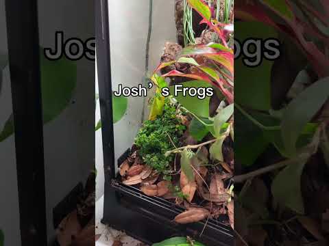 Best places to buy plants for reptiles and terrariums