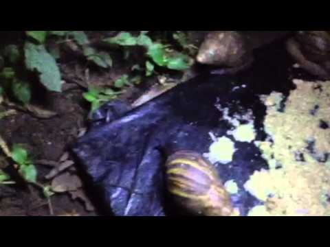 Snail farming in Nigeria