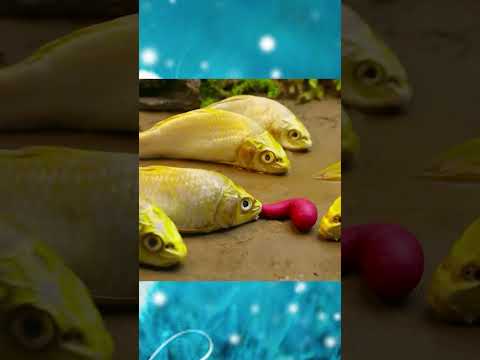 #shorts #funny - Fish & Chicken -#cuckoo #foryou #animals #stopmotion #tiktok #capcut #foryou