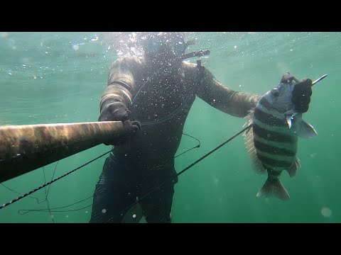 Sheepshead spearfishing! Freediving