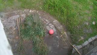 Happiness Village Baby Pandas Cam 10-25-2017 20:00:15 - 21:00:06