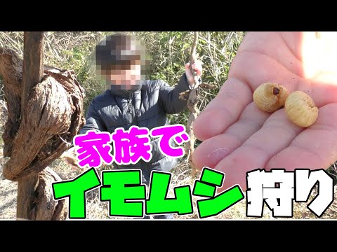 イモムシ大量捕獲！コブの中にいる外来昆虫とは...？！