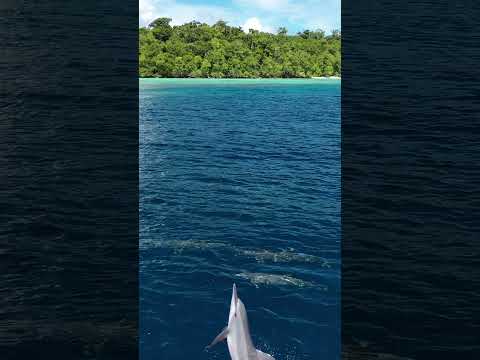 🐬🐬 photo bomb!!! #dolphins #wildlife #islandlife