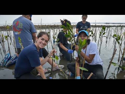 Replanting Indonesia's Mangrove