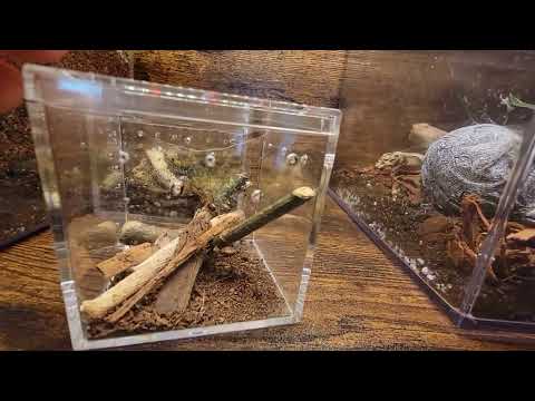 our bio-active spider enclosures and vivariums