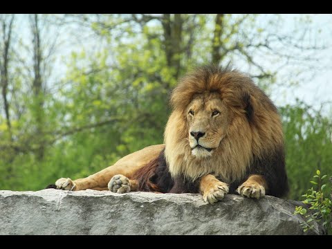 African Lion Safari | Hamilton, ON - Canada