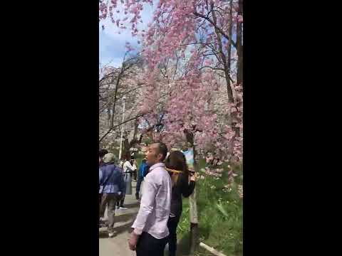 平野神社的櫻花