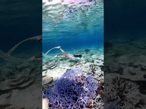 coral bleaching #snorkeling #coralbleaching #シュノーケリング #珊瑚白化 #サンゴの白化 #スキンダビング #沖縄本島