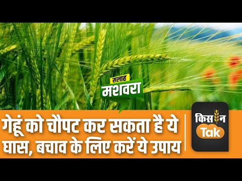 Wheat Crop Advisory:ऐसे करें गेहूं में लगने वाले जंगली पालक खरपतवार का इलाज | Kisan Tak #tips #news