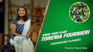 OurBalconyGarden - Know about Torenia fournieri (Wishbone Flower or BlueWings Flower) Plant