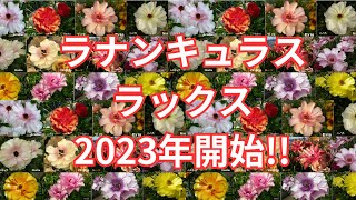 【超人気‼】販売開始‼ラナンキュラス ラックスのお話 ｂｙ園芸チャンネル 園芸 ガーデニング 初心者 638