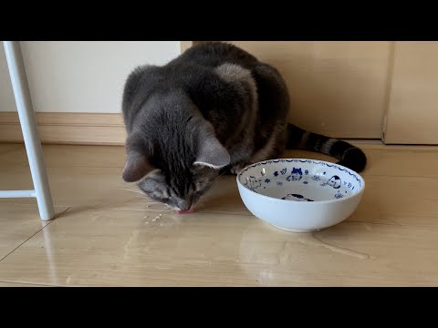 こぼした方の水を飲むのが猫