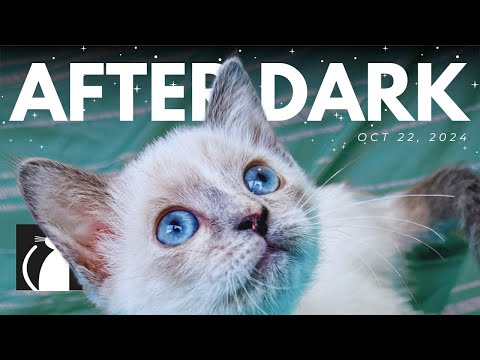 The Cattery AFTER DARK! Oct 22 | Crystal Co-host