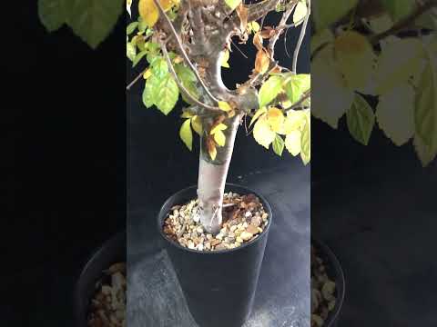 1円～ コミフォラ ホルトジアナ 発根済み 珍樹 希少 Commiphora Holtziana ベアルート 1円オク 塊根植物 最落無し コーデックス