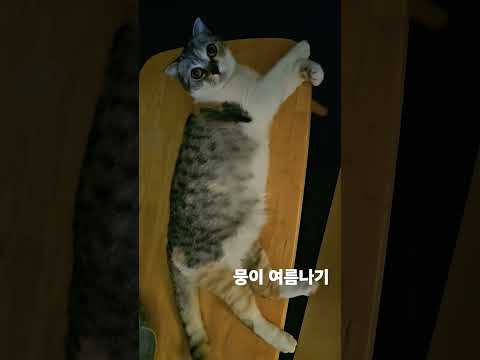 #고양이 #cat #스코티쉬폴드 #집사