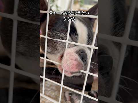 ストーブに恋したな😂 #ボストンテリア #bostonterrier #dog #dogshorts