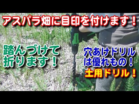 【農業】アスパラ畑に目印を付けます！何で？