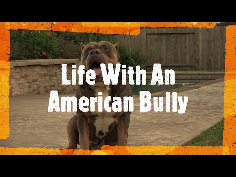 Life With An American Bully|Showing My Bully