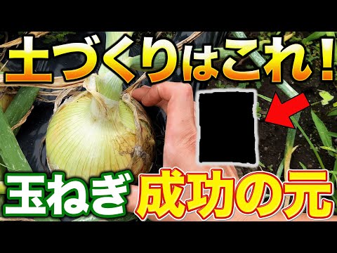 【土は基礎が大事！】大きい玉ねぎを作るためには〇〇を入れてください