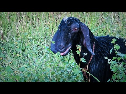 goat sounds | male goat sounds  | बकरी की आवाज #goatsound #goat  #goatvoice #bakrikiawaaz #bakri