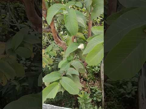 अमरूद के पौधे पर ज्यादा फल कैसे प्राप्त करें 🌱🍐🍐 | #shortsvideo #shorts #guava #guavafruits