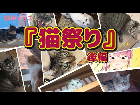 胸キュンの猫祭り後編いってみよっか！