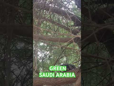 Green Saudi Arabia #beautiful #weather #ksa #environment #green #cities #values #youtube #viralvideo