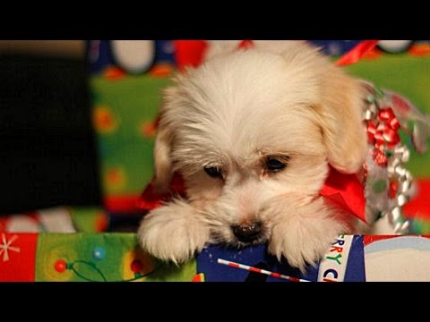 Christmas Puppy Surprise Compilation