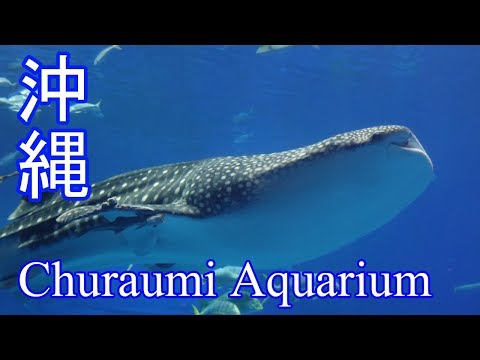 【沖縄美ら海水族館】大水槽の中を雄大に泳ぐジンベエザメ～Okinawa Churaumi Aquarium【RX100 M6】