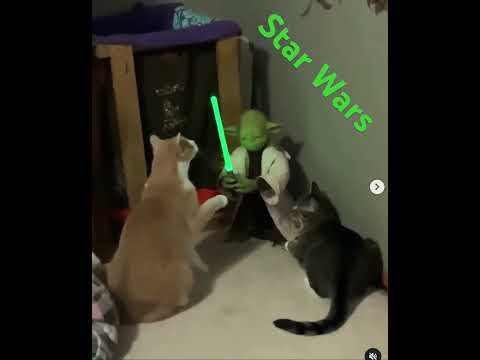 Star Wars: Cats vs Yoda #animals #funny #starwars