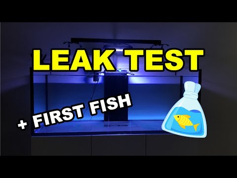 Leak Testing tank + Black Friday fish shopping