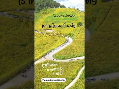 🌼 #ทุ่งบัวตอง บานสะพรั่ง 500 ไร่ #ดอยแม่อูคอ #แม่ฮ่องสอน #ใหญ่ที่สุดในประเทศไทย