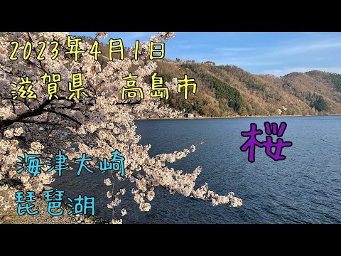 滋賀県　高島市　海津大崎　桜並木✨