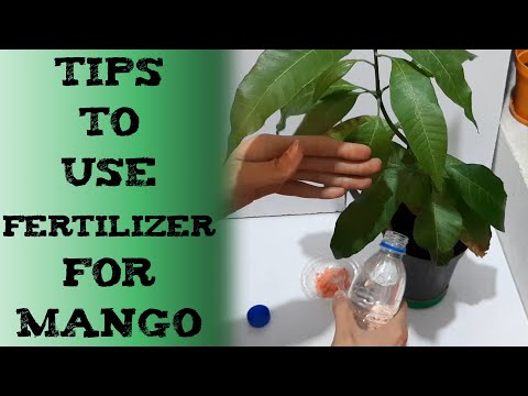 The Perfect Guide to Taking Care of Mango Trees 种植和照顾芒果树的技巧 कैसे करें आम के बागों की देखभाल Mango