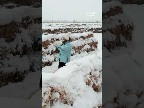 Perdidos en el laberinto invernal